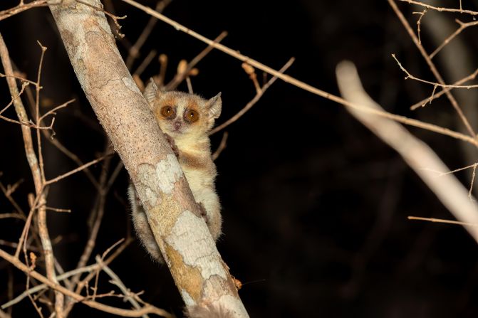 <strong>Madame Berthe’s mouse lemur</strong> is the world’s smallest primate, weighing approximately <a href="index.php?page=&url=https%3A%2F%2Fwww.britannica.com%2Fanimal%2Fprimate-mammal%2FGeneral-considerations%23ref876262" target="_blank">one ounce</a> (35 grams) and measuring around <a href="index.php?page=&url=https%3A%2F%2Fwww.britannica.com%2Fanimal%2Flemur-primate-suborder%23ref1113098" target="_blank">3.5 inches</a> long. It’s a critically endangered species according to the IUCN, living in pockets of dry forest in west Madagascar threatened by slash and burn farming and tree felling. The mouse lemur’s population was estimated to be no more than <a href="index.php?page=&url=https%3A%2F%2Fwww.iucnredlist.org%2Fspecies%2F41573%2F215090010" target="_blank">8,000 adults in 2005</a>, and numbers are decreasing. Unless deforestation is curbed, the IUCN believes it could be “<a href="index.php?page=&url=https%3A%2F%2Fnc.iucnredlist.org%2Fredlist%2Famazing-species%2Fmicrocebus-berthae%2Fpdfs%2Foriginal%2Fmicrocebus-berthae.pdf" target="_blank">lost before 2030</a>.”