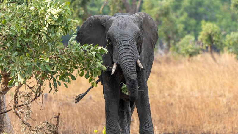 Турист от САЩ на сафари в Замбия, убит, нападайки слон