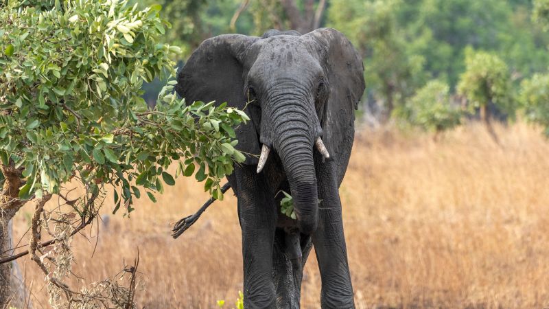 Safari Zambijā gāja bojā amerikāņu tūrists, kuram uzbruka zilonis