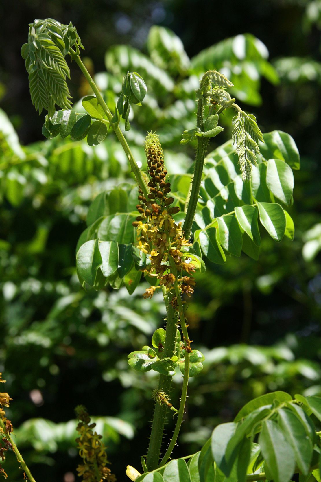 The pods of the tara plant are used to make tara gum and tara flour. The latter has been found to be an unapproved food additive.