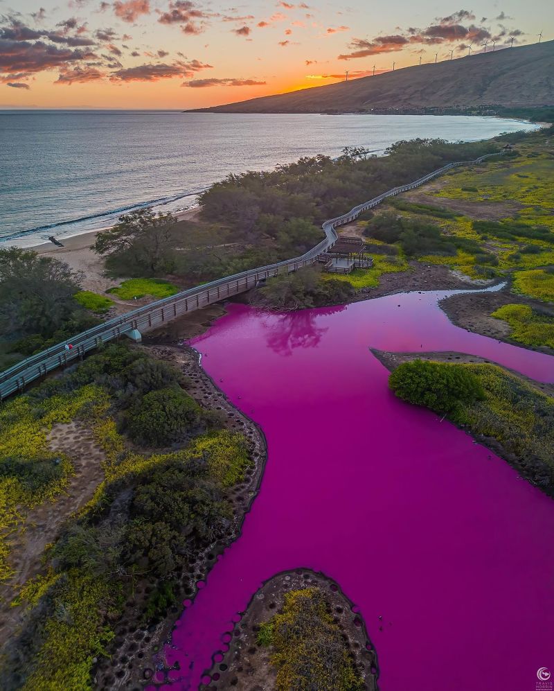 The Astonishing Transformation: Hawaii Refuge Stunned by Magenta Waters