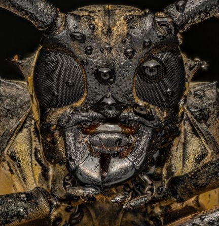 Born in Lagos, Nigeria, and now<strong> </strong>living in Canada, Ojo has found a growing fanbase on social media, where his work has been shared by the likes of UN Deputy Secretary-General Amina J. Mohammed. His photo of this Asian longhorn beetle, taken in China, went viral in 2022.