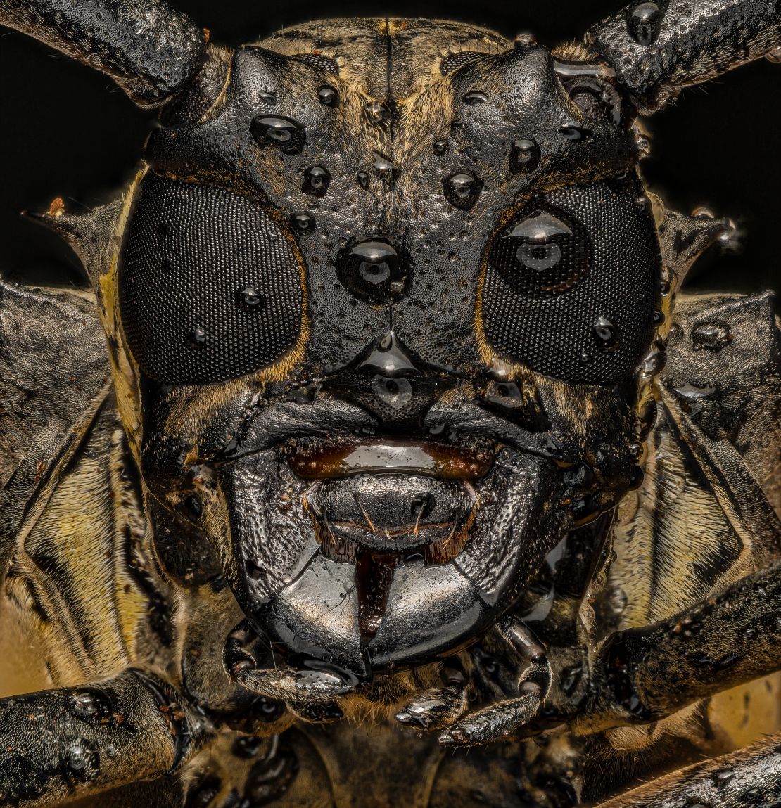 Dara Ojo's viral photo of a white-striped longhorn beetle.