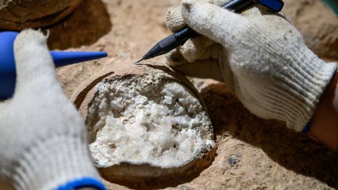 Researchers collected and vaporized samples from the shells of the fossilized eggs. They calculated how old the eggs were by measuring accumulated lead atoms.
