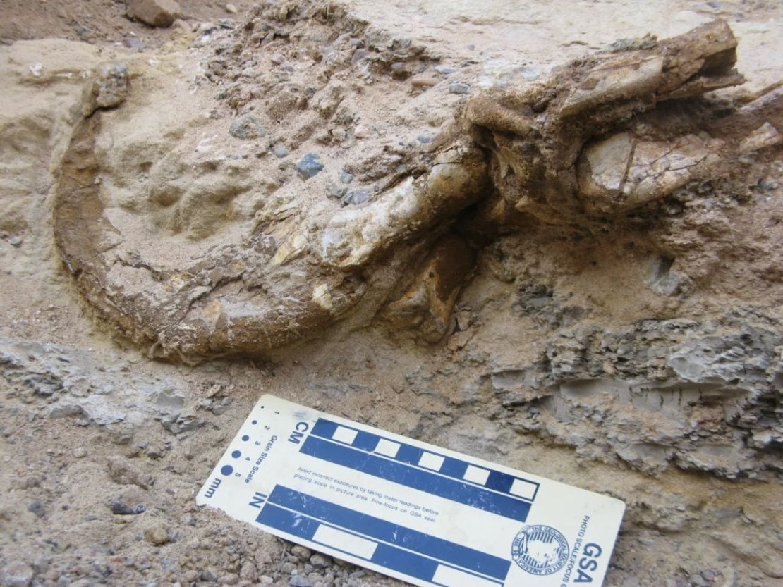Se desenterró una de las garras del dinosaurio con su vaina queratinosa aún conservada.