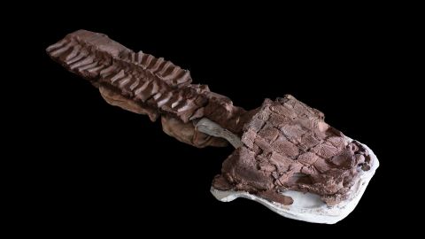 The <em>Gaiasia jennyae</em> skeleton