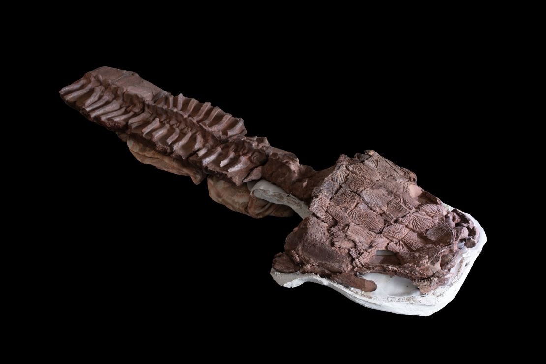 The most complete Gaiasia jennyae skeleton includes a well-preserved skull and spine.