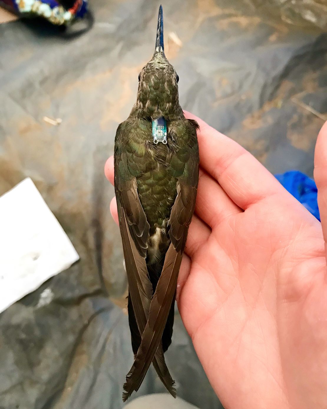 A giant southern hummingbird is equipped with a small backpack-like geolocator tracking device in central Chile.