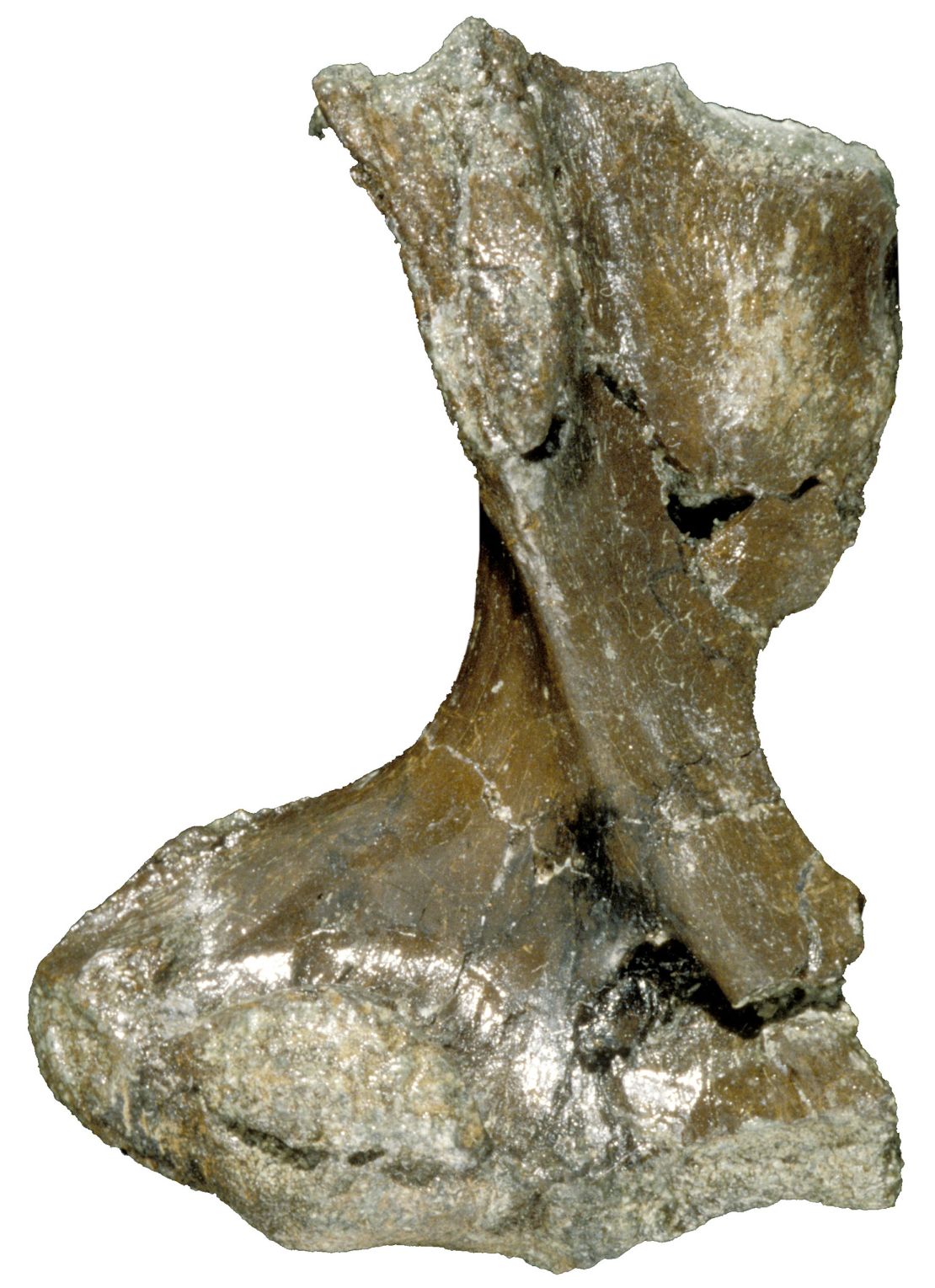 This fossilized humerus bone was discovered in 1993 at Dinosaur Cove. Internally, the fossil had characteristics of the semiaquatic platypus, researchers found.