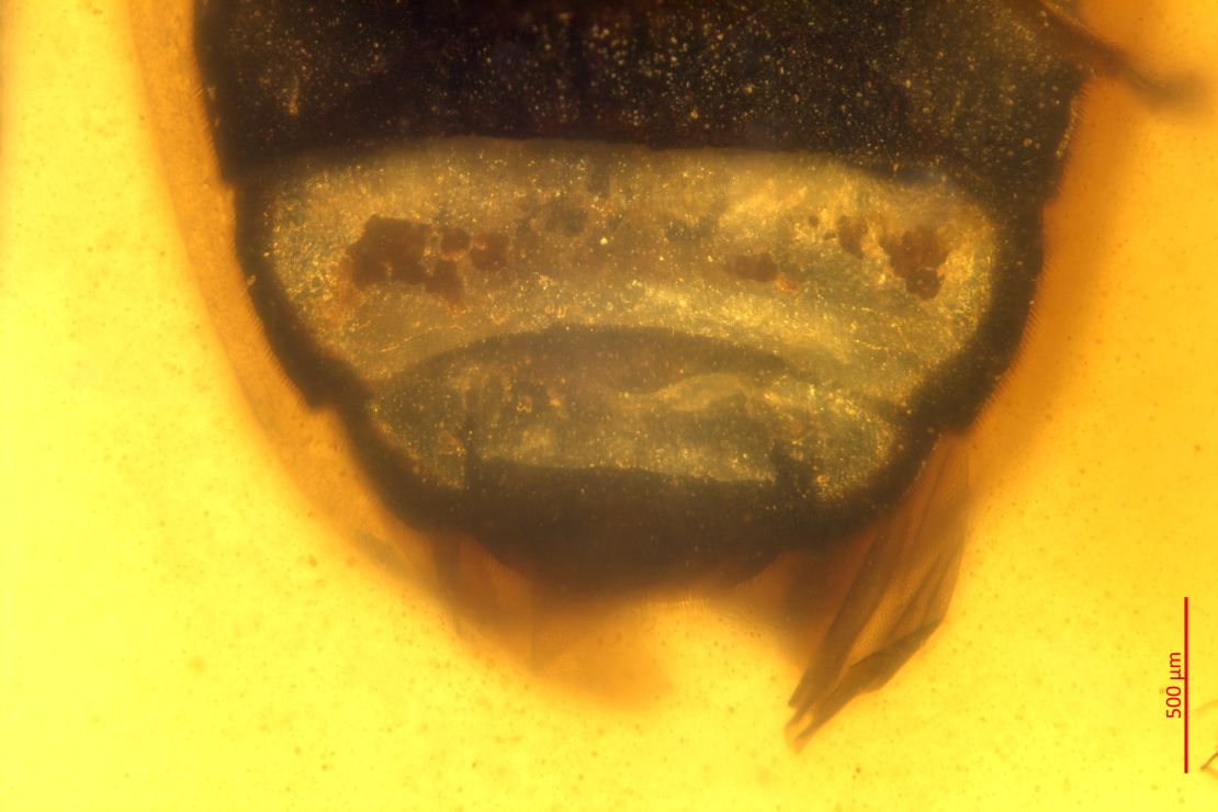 Shocking fossil trapped in amber finds in the past unknown species that lived all through the time of dinosaurs | The Gentleman Report