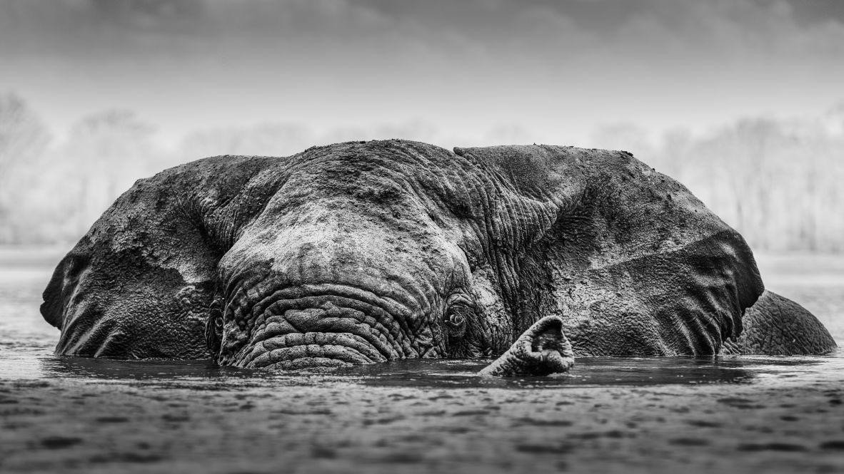 Veronesi often uses black and white to capture the essence of the animals and create a timeless feel.