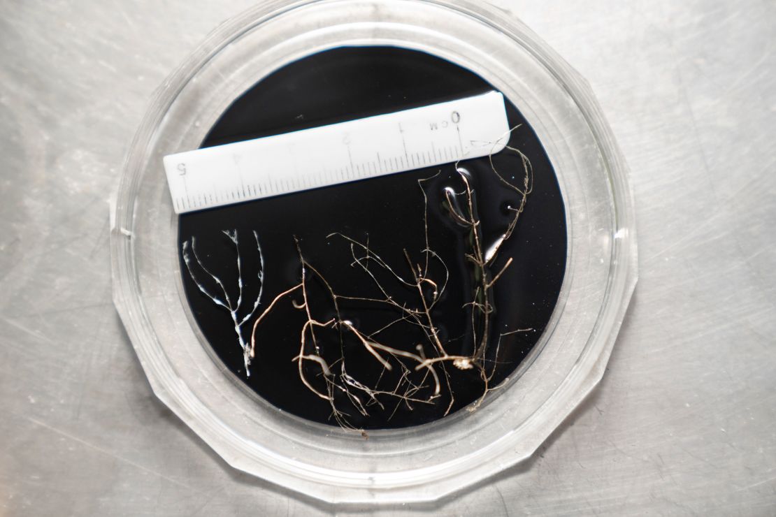 The researchers provisionally assigned a potential new genus of black coral to the family Stylopathidae.