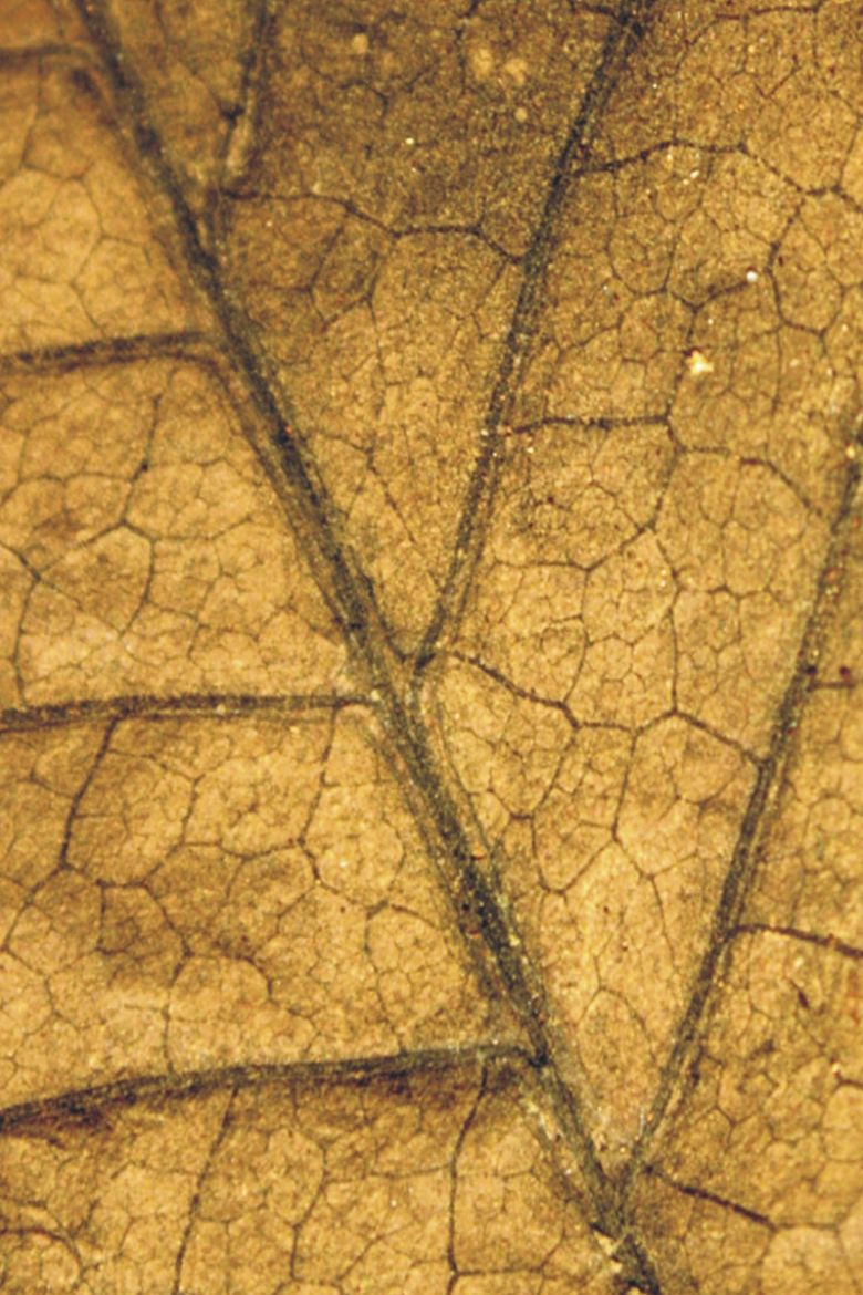 A complicated broad leaf seed fern from a pre-extinction South China rainforest.