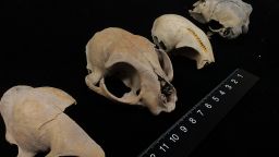 Multiple domestic cat skulls unearthed from the Xitucheng site in China.