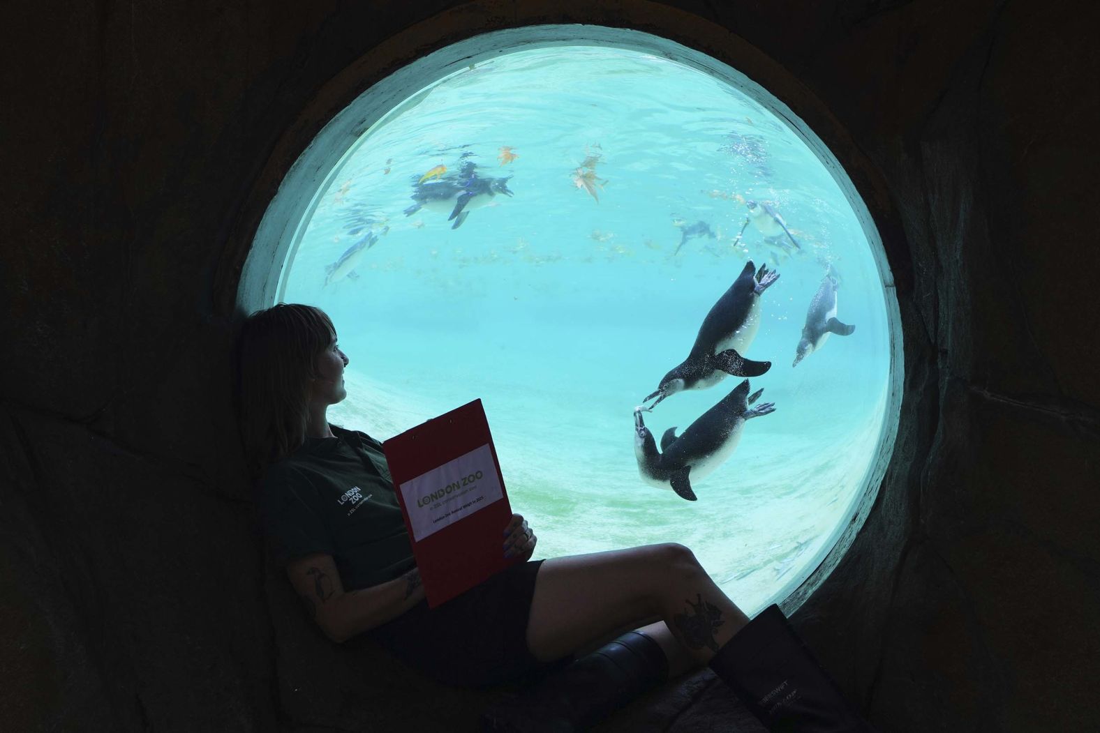 Zookeeper Jessica Ray watches Humboldt penguins at the London Zoo while recording their vital statistics on Tuesday, August 19. <a href="index.php?page=&url=https%3A%2F%2Fwww.cnn.com%2F2025%2F08%2F14%2Fworld%2Fgallery%2Fphotos-this-week-august-7-august-14">See last week in 30 photos</a>.