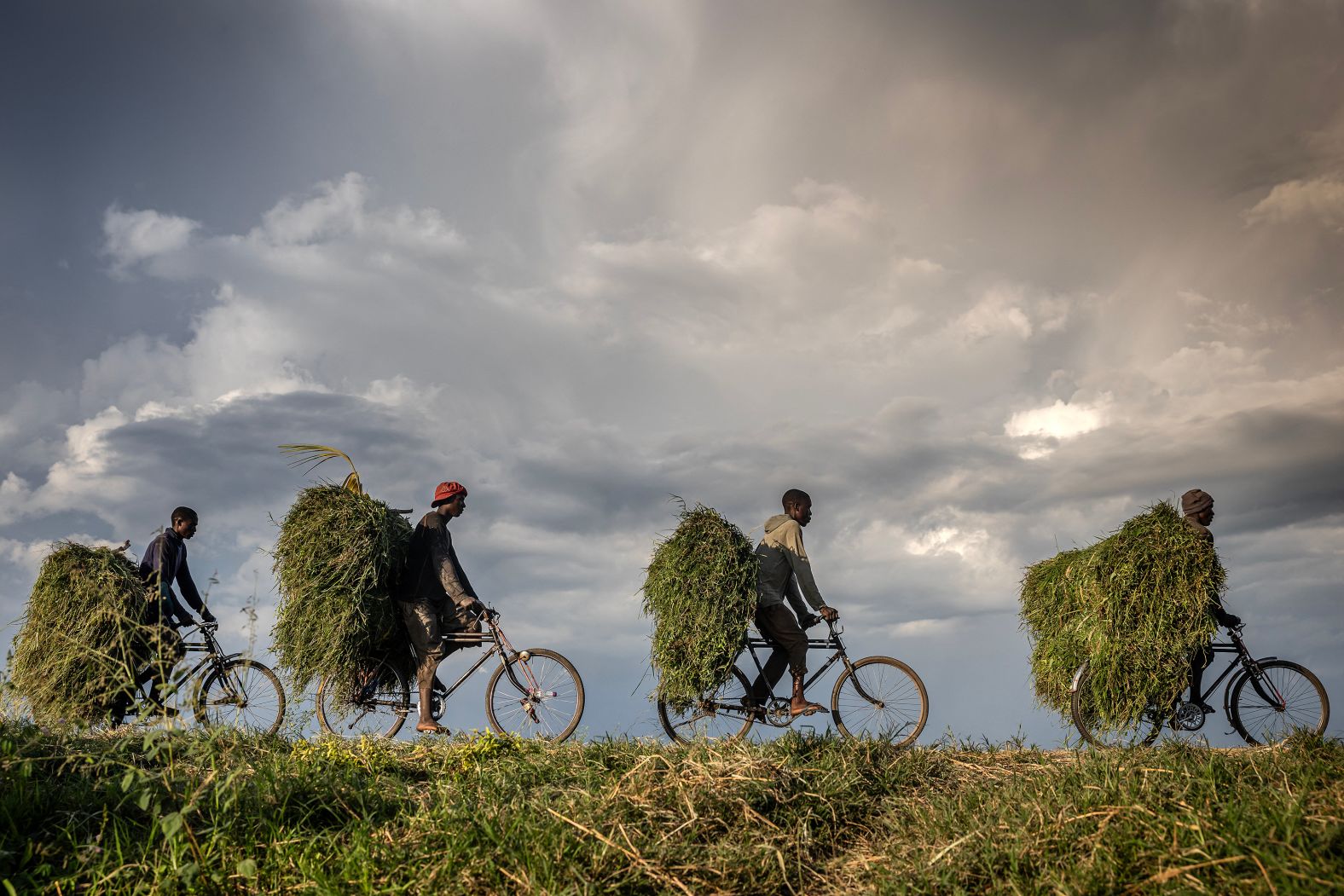 Workers transport cow feed as they head to a market near Gihanga, Burundi, on Thursday, May 8.