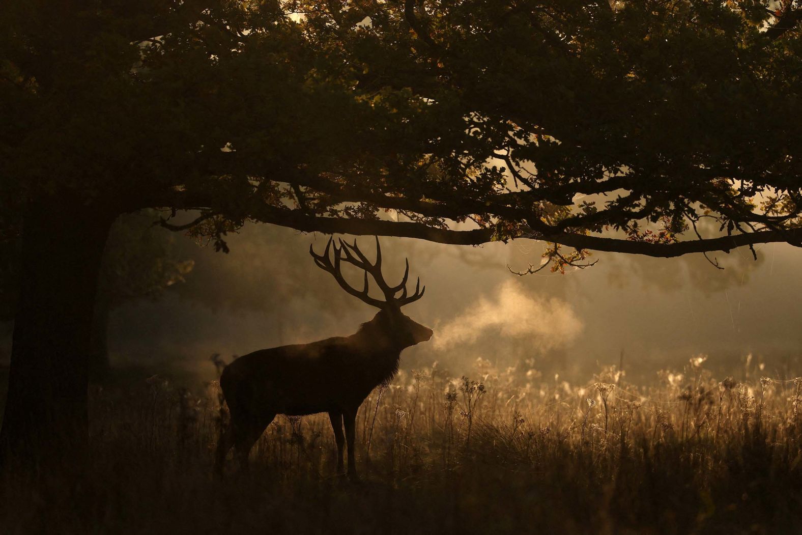 A deer is spotted as the annual rutting season begins on a foggy morning in London’s Richmond Park on Tuesday, September 30. <a href="index.php?page=&url=https%3A%2F%2Fwww.cnn.com%2F2025%2F09%2F25%2Fworld%2Fgallery%2Fphotos-this-week-september-18-september-25">See last week in 38 photos</a>.