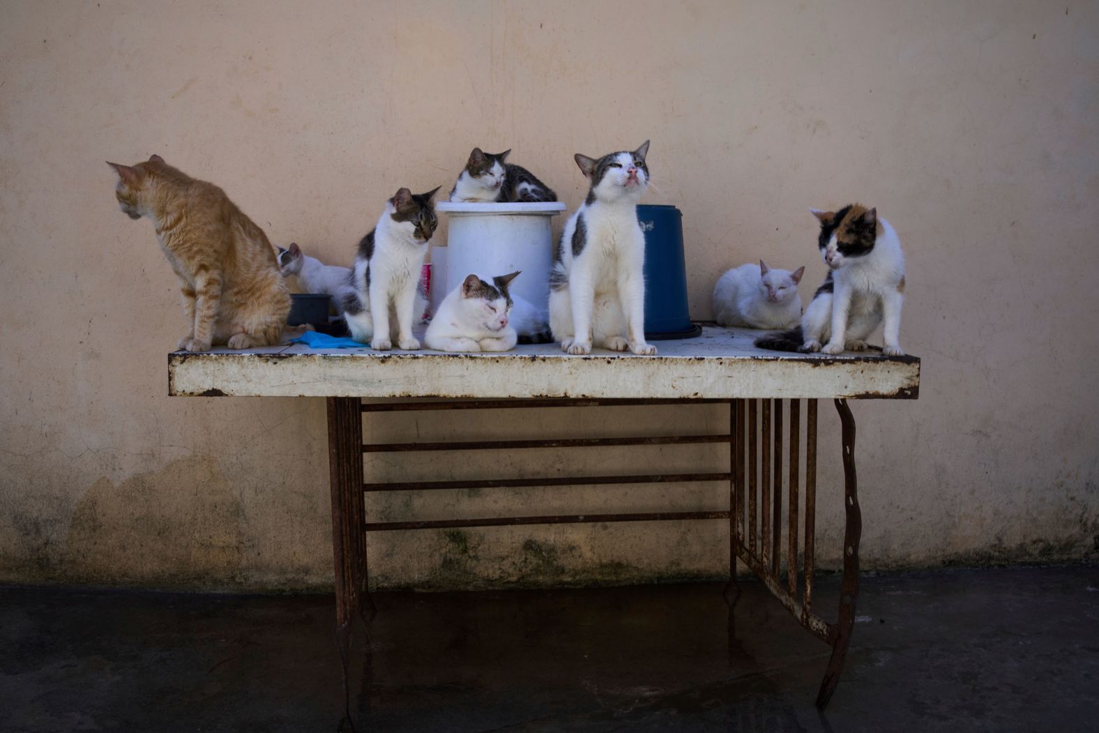 Stray cats gather on a table at a park in Havana, Cuba, on Tuesday, August 5.