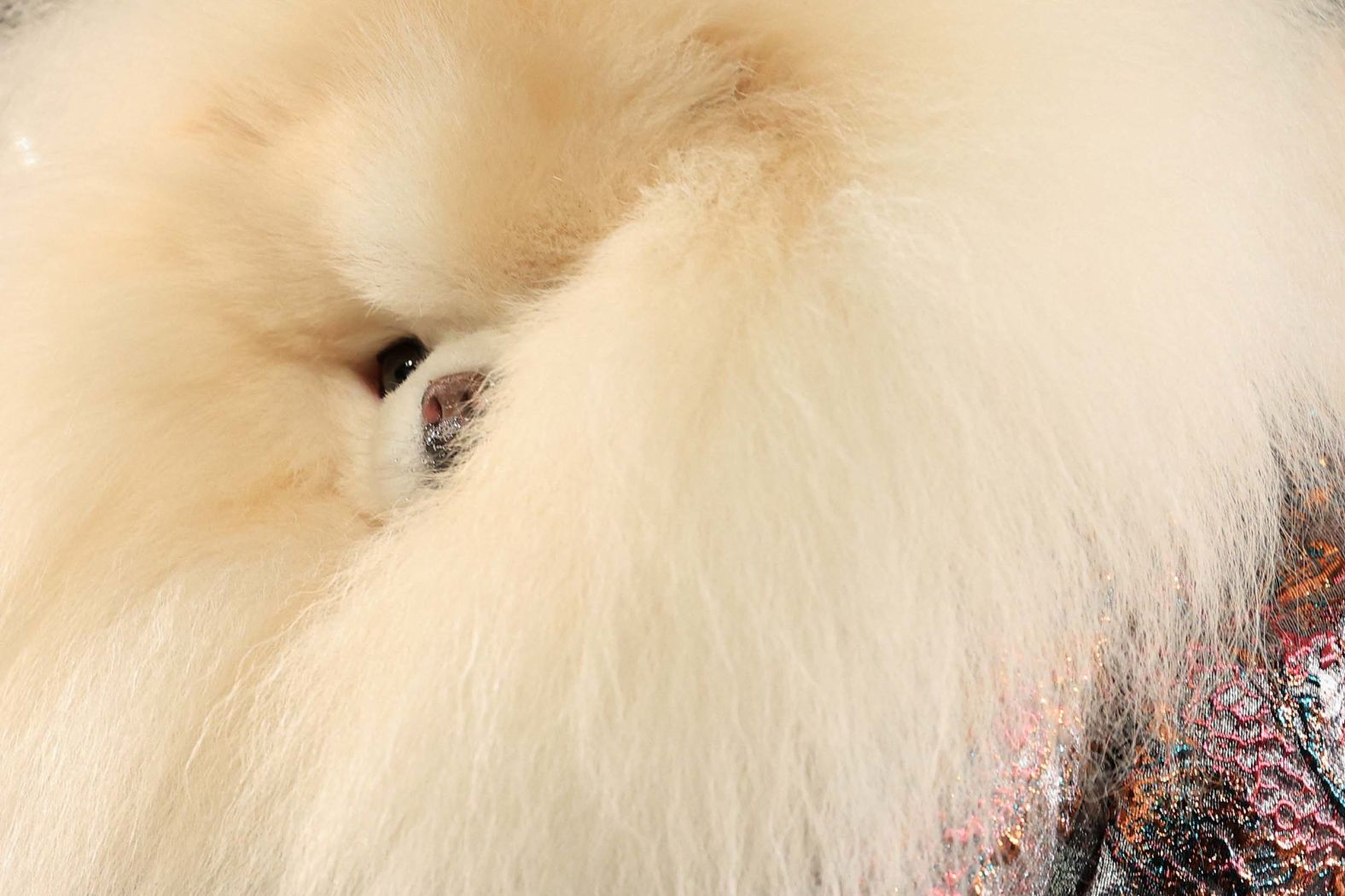 A dog takes part in an Anthony Rubio fashion show in New York on Saturday, September 13.