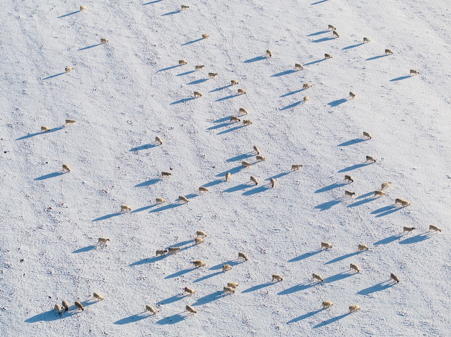 Sheep graze in a snow-covered field in Hassocks, England, on Thursday, January 9.