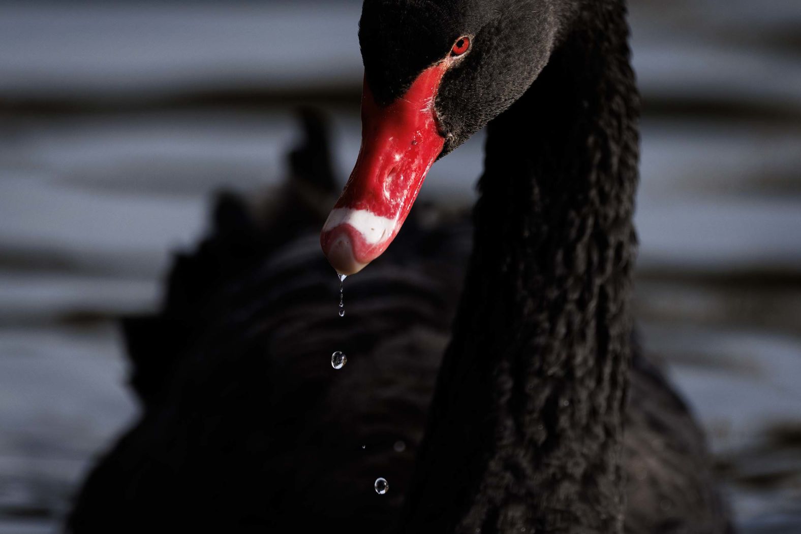 A black swan glides across a lake in London’s St. James’s Park on Thursday, October 30.