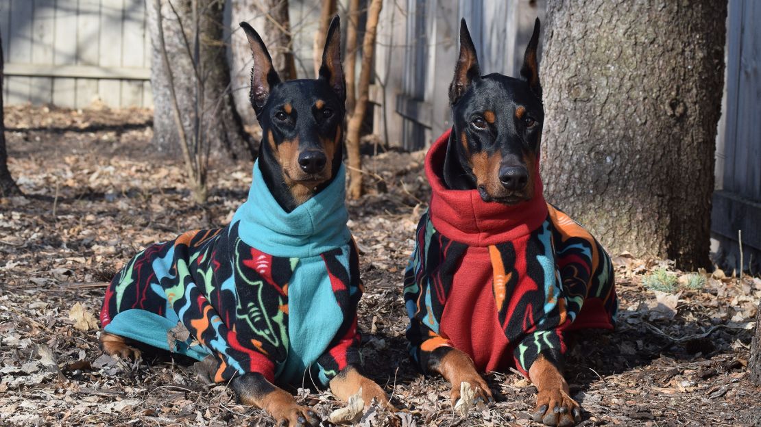 Two Dobermans in Made by MeadowCat's blue and red coordinating coats - Sypha on the left, and Richter on the right.