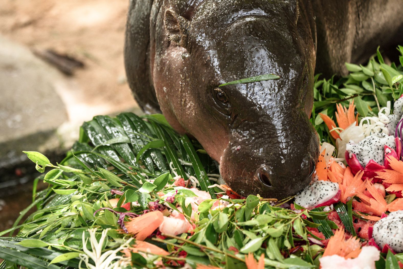 Moo Deng, a 1-year-old pygmy hippo who <a href="index.php?page=&url=https%3A%2F%2Fwww.cnn.com%2F2024%2F09%2F14%2Ftravel%2Fpigmy-hippo-thailand-latest-online-sensation-intl-hnk">became a viral internet sensation</a>, eats a birthday cake at the Khao Kheow Open Zoo in Bang Phra, Thailand, on Thursday, July 10.