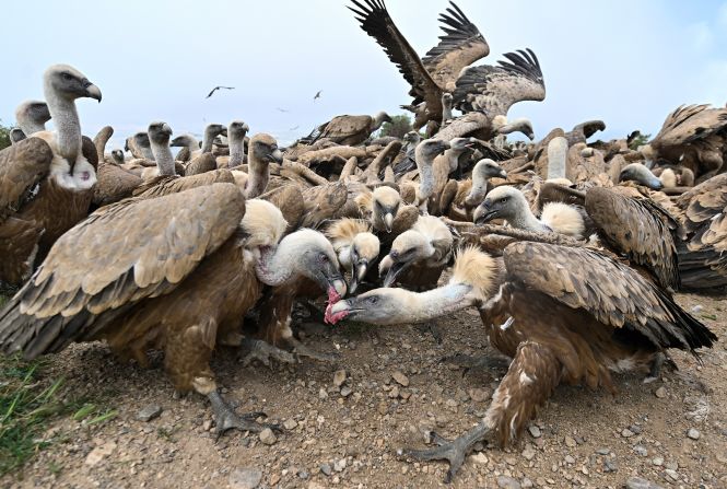 Hundreds of griffon vultures eat carrion distributed by the Ornithological Group of Huesca at a feeding site for scavenger birds near Nueno, Spain, on Sunday, June 8.