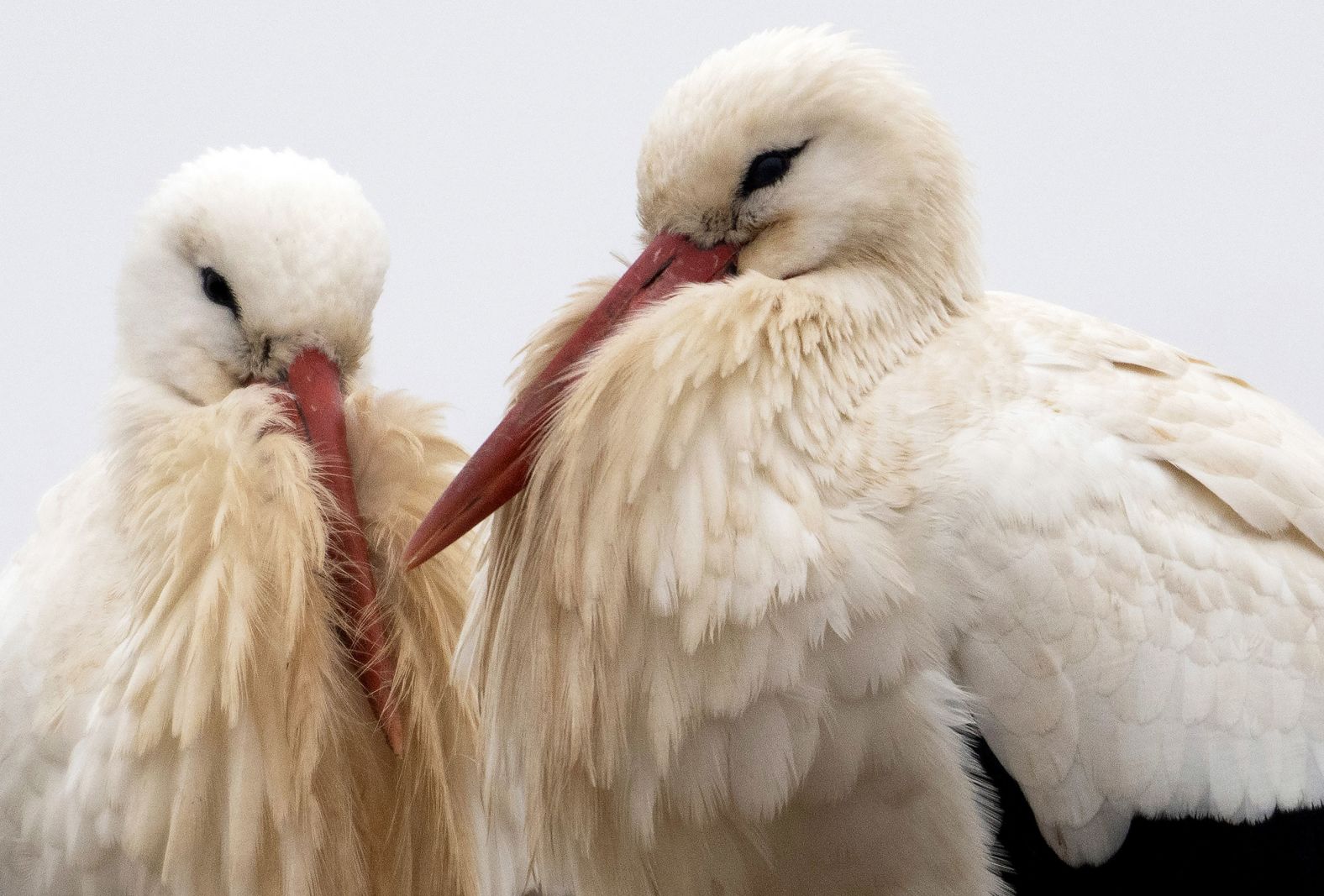 Two white storks sit on their nest in Biebesheim am Rhein, Germany, on Wednesday, February 5.