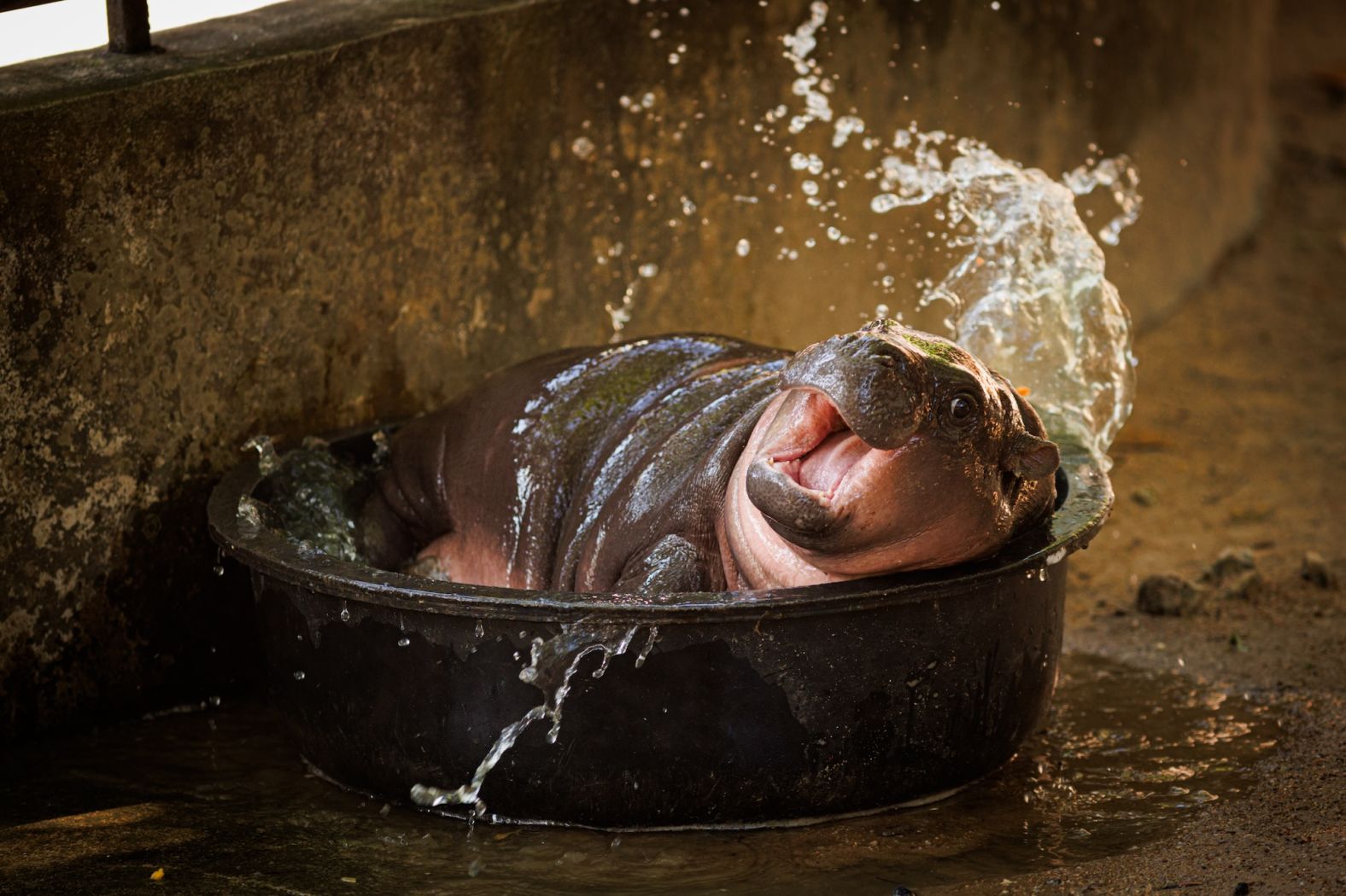 Moo Deng, a young pygmy hippo that has become an <a href="index.php?page=&url=https%3A%2F%2Fwww.cnn.com%2F2024%2F09%2F14%2Ftravel%2Fpigmy-hippo-thailand-latest-online-sensation-intl-hnk%2Findex.html">online sensation</a>, splashes in a bucket of water at the Khao Kheow Open Zoo in Thailand’s Chonburi province on Monday, November 11. <a href="index.php?page=&url=https%3A%2F%2Fwww.cnn.com%2F2024%2F11%2F07%2Fworld%2Fgallery%2Fphotos-this-week-october-31-november-7%2Findex.html">See last week in 27 photos</a>.