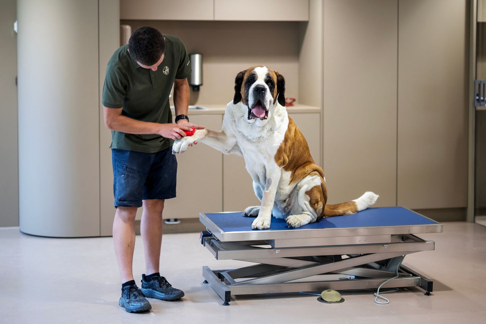 A Saint Bernard receives care ahead of the inauguration of the Barryland Museum and Park, which is dedicated to the dog breed in Martigny, Switzerland, on Thursday, June 26.