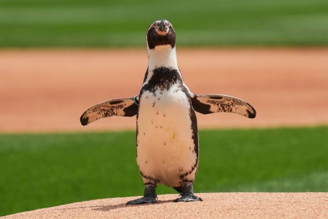 Pepe, a penguin from the Brookfield Zoo, <a  target="_top" href="/newspapers?url=https://www.mlb.com/video/pepe-the-penguin-attends-white-sox-game" target="_blank">visits the pitcher’s mound</a> before a Chicago White Sox baseball game on Sunday, June 8.