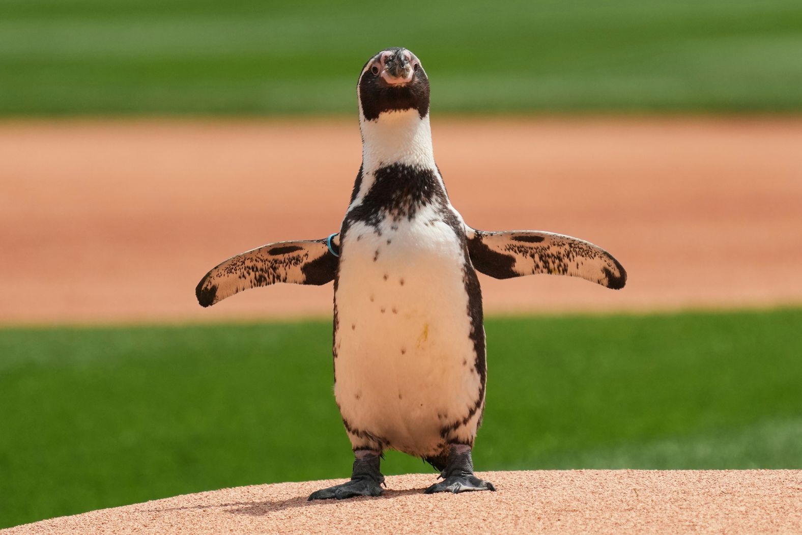 Pepe, a penguin from the Brookfield Zoo, <a href="index.php?page=&url=https%3A%2F%2Fwww.mlb.com%2Fvideo%2Fpepe-the-penguin-attends-white-sox-game" target="_blank">visits the pitcher’s mound</a> before a Chicago White Sox baseball game on Sunday, June 8.