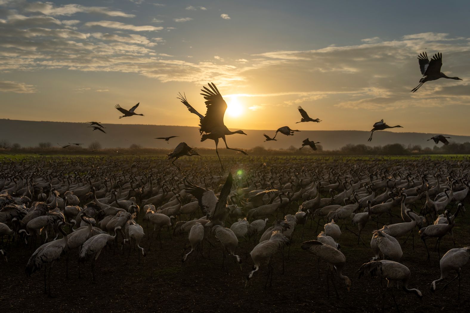 Migrating cranes flock to the Hula Lake conservation area in northern Israel on Thursday, January 23. <a href="index.php?page=&url=https%3A%2F%2Fwww.cnn.com%2F2025%2F01%2F16%2Fworld%2Fgallery%2Fphotos-this-week-january-9-january-16%2Findex.html">See last week in 32 photos</a>.