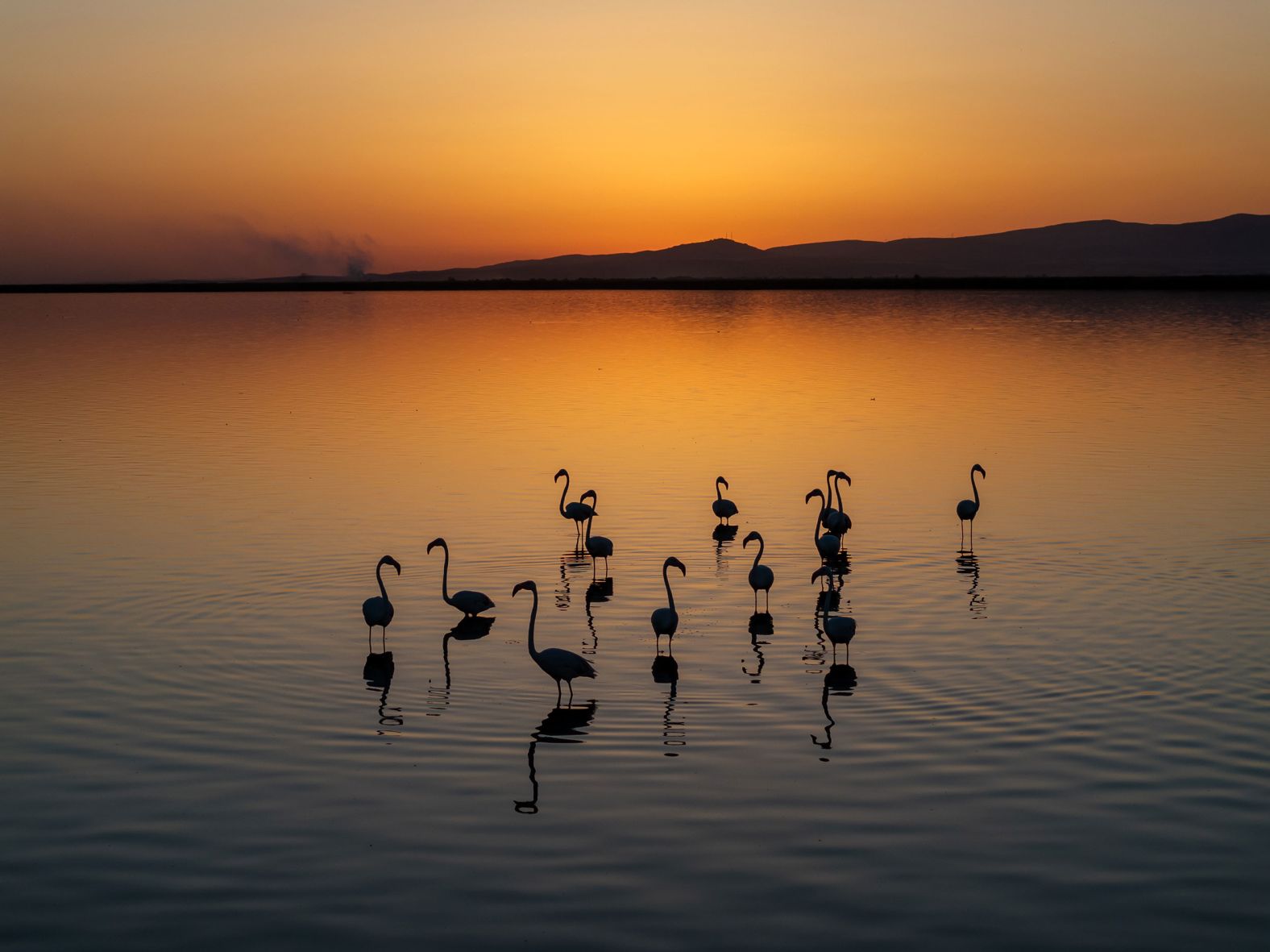 Flamingos gather in Lake Eber in Afyonkarahisar, Turkey, on Tuesday, July 30. <a href="index.php?page=&url=https%3A%2F%2Fwww.cnn.com%2F2024%2F07%2F25%2Fworld%2Fgallery%2Fthe-week-in-36-photos%2Findex.html">See last week in 36 photos</a>.
