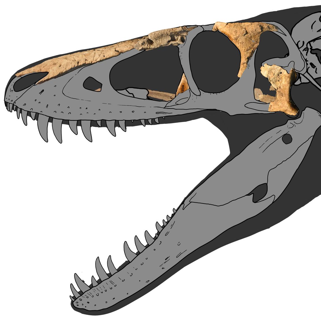 Fossils of Khankhuuluu are placed on an illustration of the dinosaur's skull.