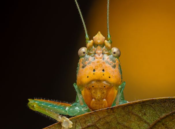 Dara Ojo is a photographer whose work shows extreme close-ups<strong> </strong>of all manner of small, but perfectly formed, creatures. This katydid was photographed in Costa Rica. He told CNN the antennae remind him of church domes. <strong>Look through the gallery to see more of his work.</strong>