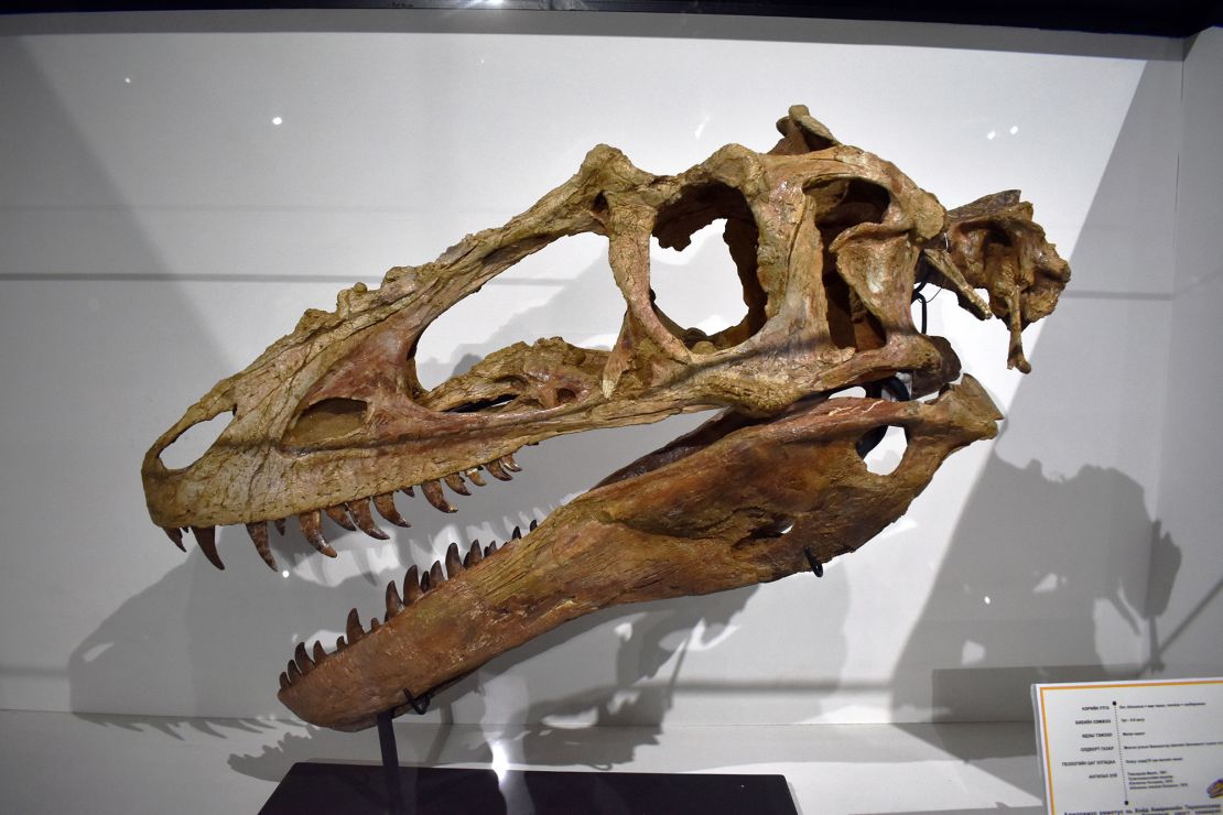 Alioramus was a small Mongolian tyrannosaur, sometime referred to as a 