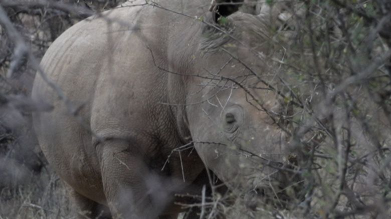 In Northern Kenya’s Sera Conservancy, veterinarians have been using a conservation technology tool called<a href="https://www.earthranger.com/" target="_blank"> EarthRanger</a> to track and monitor wildlife, including Sarah, a pregnant white rhino, pictured center.