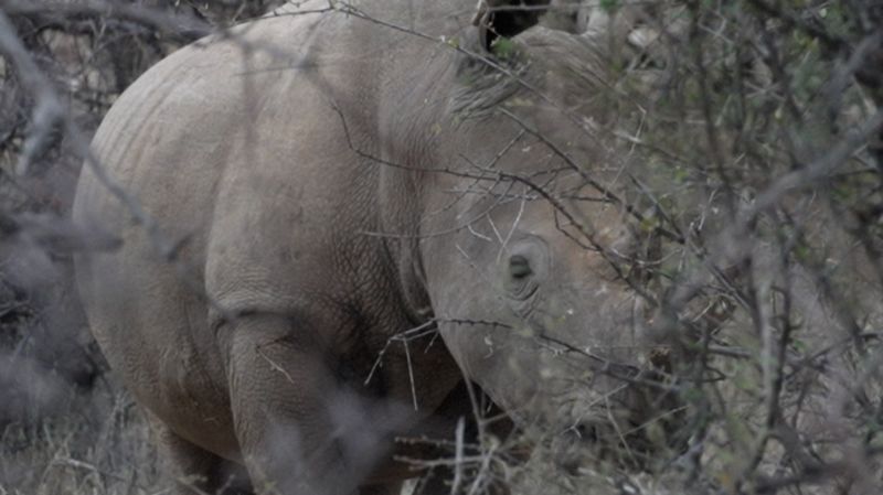 „Намерете моите приятели за носорози“: Как високотехнологичното проследяване следи дивата природа