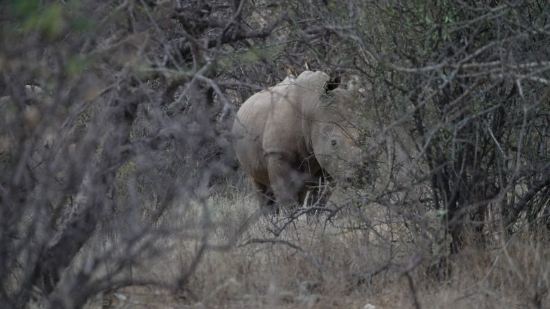 In Northern Kenya’s Sera Conservancy, veterinarians have been using a conservation technology tool called<a  href="https://app.altruwe.org/proxy?url=https://www.earthranger.com/" target="_blank"> EarthRanger</a> to track and monitor wildlife, including Sarah, a pregnant white rhino, pictured center.