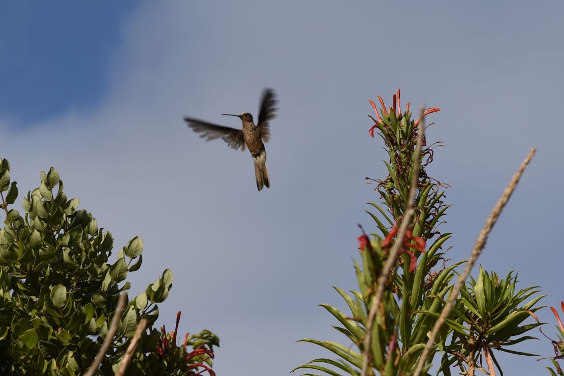 A southern giant hummingbird is seen flying from its breeding grounds in central Chile.