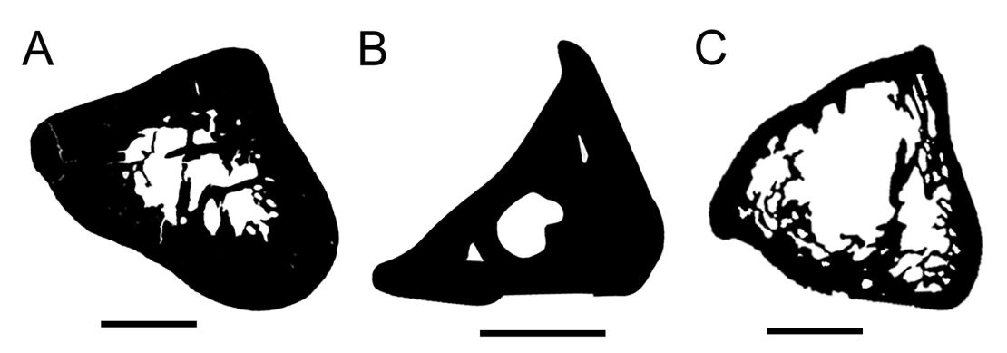 A cross-section comparison shows (from left) a Kryoryctes (A), platypus (B) and echidna (C) humerus bone.