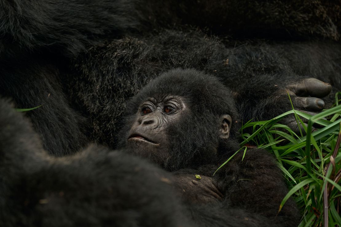 It costs $800 for a strictly timed trek to encounter gorillas in the wild in Uganda.