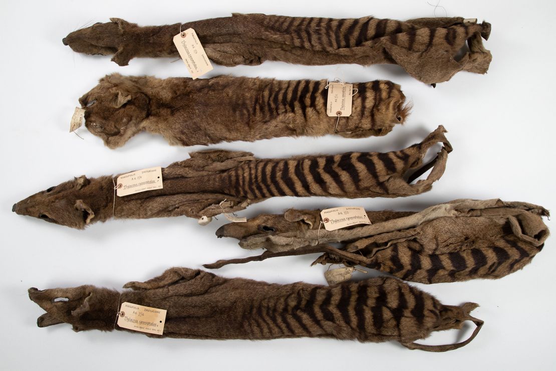 Shown here are the five thylacine skins Morton Allport sent to the University Museum of Zoology, Cambridge, in 1869 and 1871.