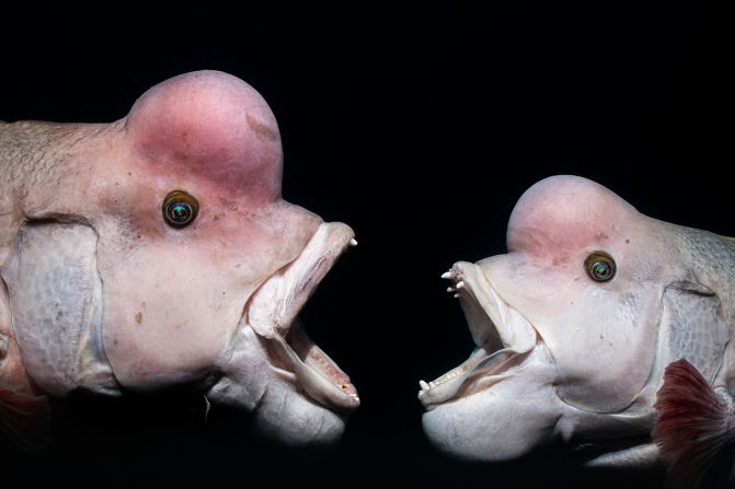 Two male Asian sheepshead wrasse fight in this photo by Shunsuke Nakano, who won the Behavior category.