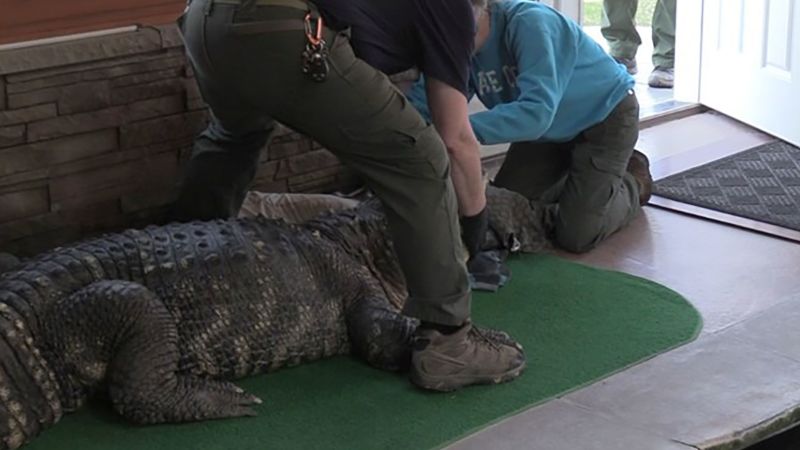 Властите иззеха 750-килограмов алигатор на име Албърт от дома в Ню Йорк