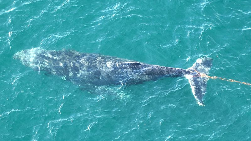 Whale caught in fishing nets freed from Sydney Harbour