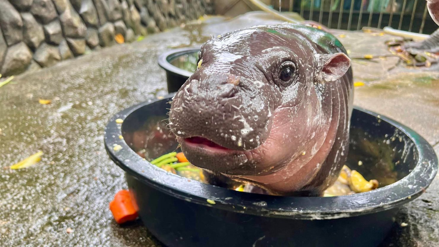 Baby pygmy hippo - Figure 1