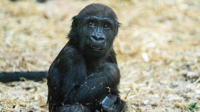 Gorilla at Calgary Zoo died after worker mistakenly activated wrong door, zoo officials say